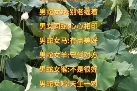 属蛇男和什么属相最配婚姻幸福长久