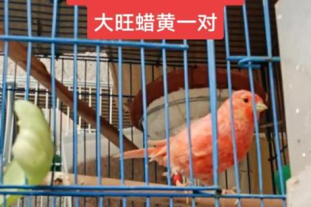 牛马养殖最佳配对方案第一名，如何提高繁殖效率与品质？