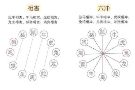 从生肖配对角度分析，龙兔结婚到底伤谁更深？该如何避免婚姻中的冲突？