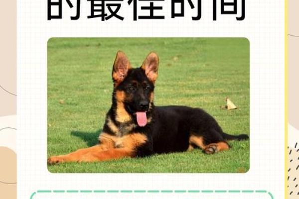 狗几月出生最好 狗几月出生最好几点出生