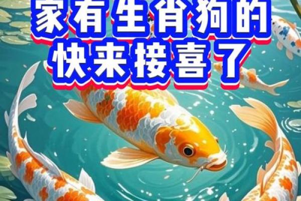 属虎的人和属狗的人结婚会幸福吗？婚姻配对情况解析
