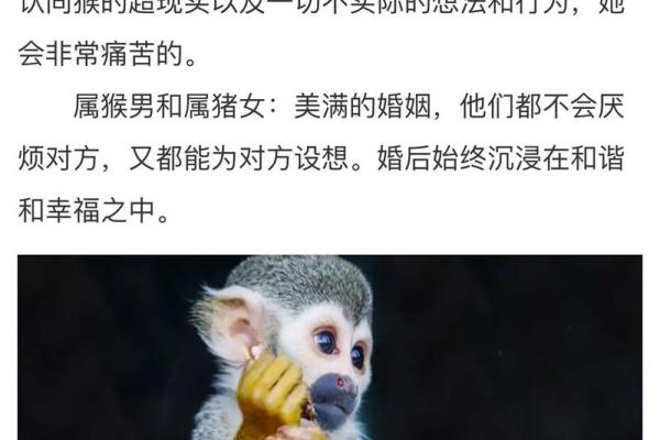 男兔和女猴的属相合不合 男鸡和女鼠属相能婚配吗 男兔和女猴的属相合不合 男鸡和女鼠属相能婚配吗