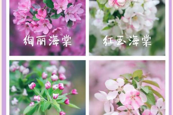 海棠花为什么不吉利 海棠花一年开几次花