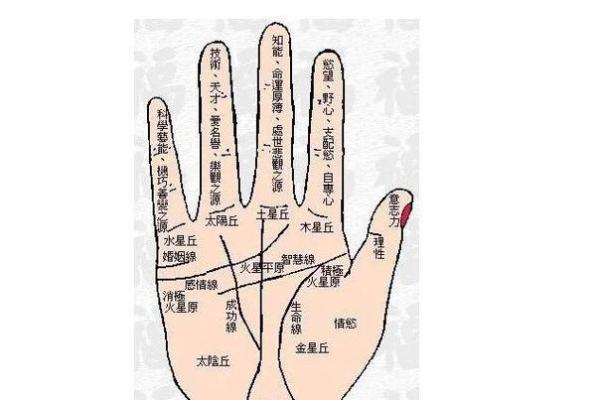指纹算命网(指纹算命运势大全)