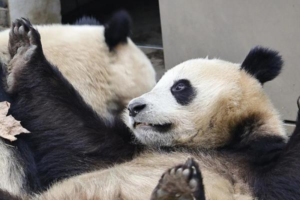 半斤八两打一生肖正确答案到底是什么动物呢