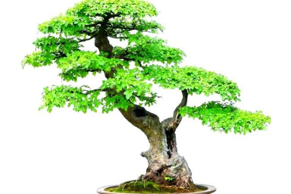 榆树什么属相不能养 排名第一最好的镇宅树