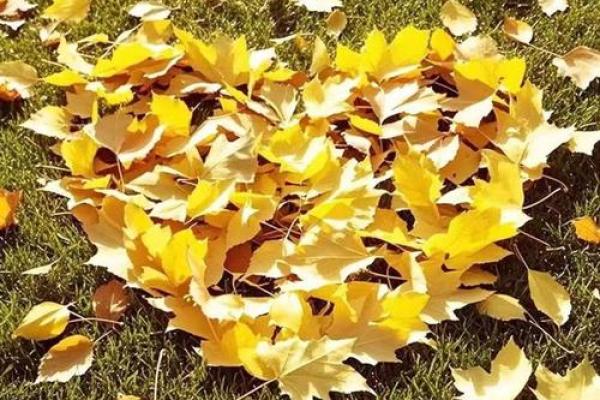 今年立秋是早立秋还是晚立秋？2024年8月7号准确时间查询