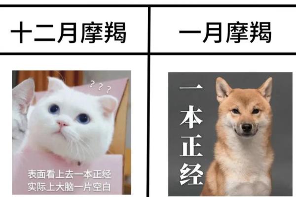 摩羯座是几月几日出生 摩羯座是几月几号出生的