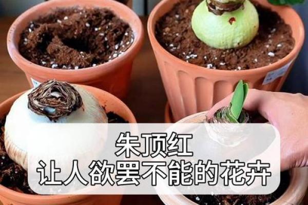 朱顶红最忌三种属相 朱顶红最忌三种属相