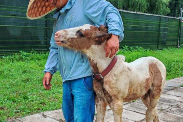 ‌分道扬镳打一生肖 → 马‌（马奔歧路，分镳扬尘）