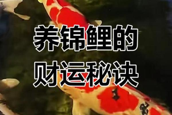 养一条锦鲤代表什么寓意 养一条锦鲤的费用一年是多少
