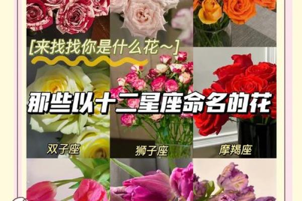 12星座专属暗器 12星座专属花朵