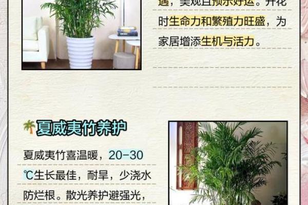 夏威夷竹什么属相不能养 夏威夷竹什么属相不能养呢
