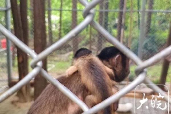 ‌面目全非是什么生肖 → 猴（猴扮鬼脸，面目全非）‌