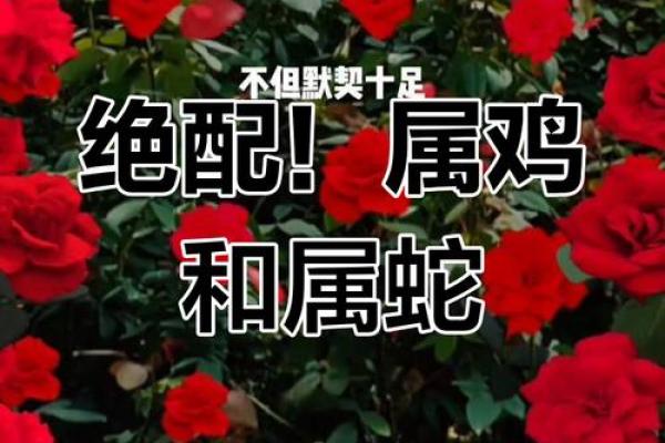 2005年属鸡的姻缘在哪年 2005年属鸡的最佳婚配