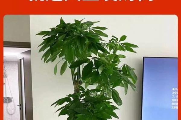 财神两边可以摆放绿植吗 财神两边可以摆放绿植吗风水好吗