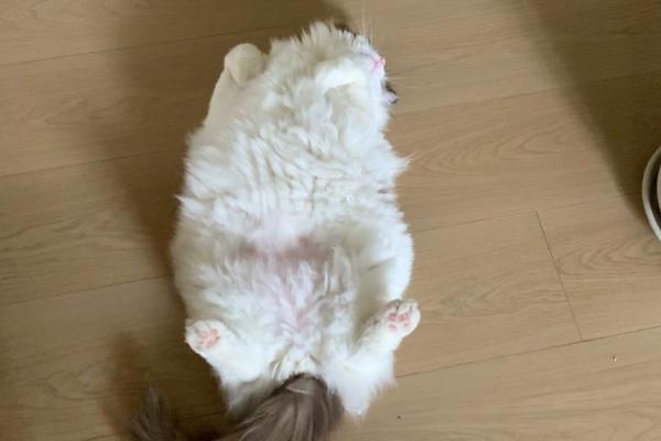 四脚朝天是什么生肖(四脚朝天是什么生肖最佳答案)