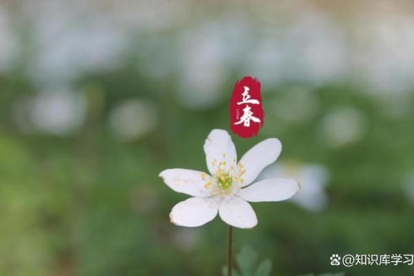 2024年立春是几点几分(2024立春是农历几月几日)