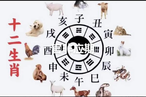 八斗之才打正确生肖 八斗之才打一正确动物