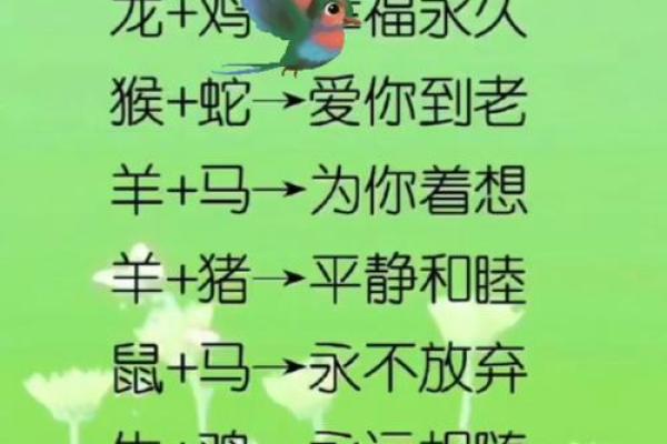 眼高手低的动物是什么生肖 眼高手低打一生肖最佳答案
