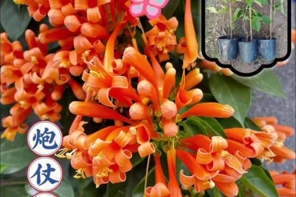 炮仗花最忌三种属相 炮仗花花语及传说