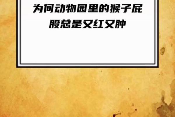 为什么说猴子天生红屁股？解析生肖猴的生理特征与民间说法