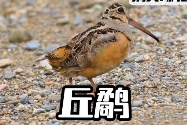一步三摇打一动物(一步三摇打一动物谜底)