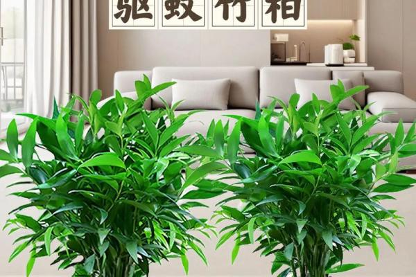 竹柏寓意什么属相不能养 竹柏的寓意和象征风水
