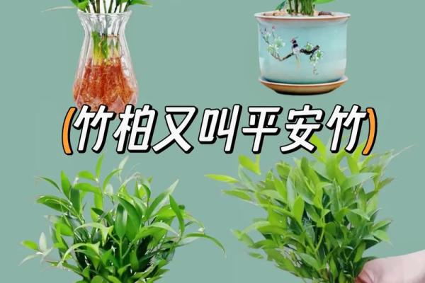 竹柏寓意什么属相不能养 竹柏的寓意和象征风水