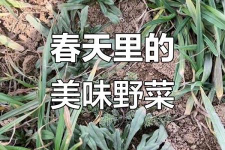 长须奴野菜时挑指什么生肖 → 羊‌（山羊长须，觅食野菜）