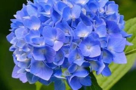 蓝色绣球花为什么不吉利 蓝色绣球花真的不吉利么
