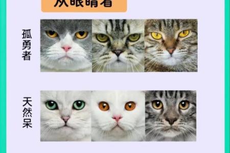 不能养猫的属相 什么属相不能养猫养宠物还要看五行八字有点奇特 2)