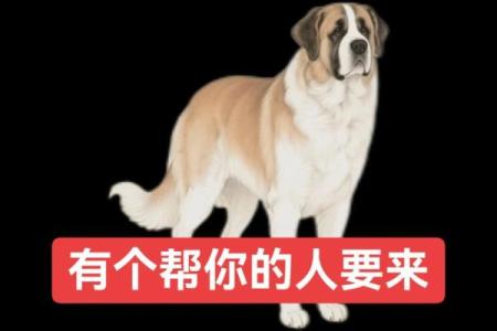 82年最佳婚配属相 82年的狗配什么属相