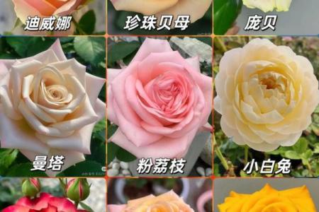 每月的月季是哪几天 月季一般几月几日