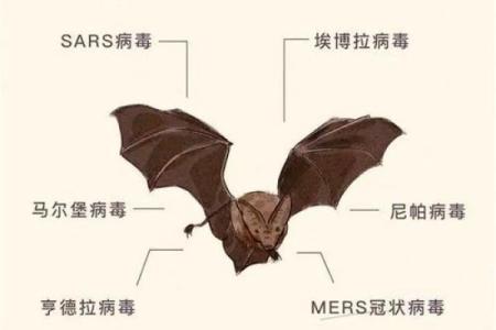 安然无恙是什么生肖