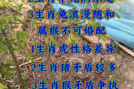 属猴人最佳配偶属相 属猴最佳配偶属相是什么