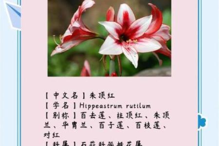 朱顶红最忌三种属相 朱顶红最忌三种属相