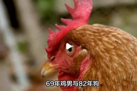 男鸡女狗属相合不合 男鸡女狗属相合不合婚姻