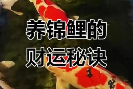 养一条锦鲤代表什么寓意 养一条锦鲤的费用一年是多少