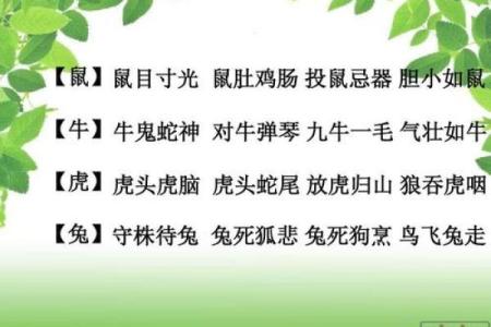 鼠肚鸡肠猜一生肖(鼠肚鸡肠猜一生肖)