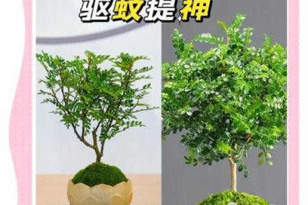 清香木最忌三种属相 清香木是凶树还是吉树