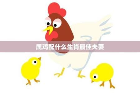 2005属鸡女最佳婚配属相 1993年属鸡的最佳配偶