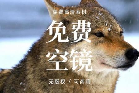 ‌狼子野心打一生肖 → 狼‌（狼顾鹰视，野心昭彰）