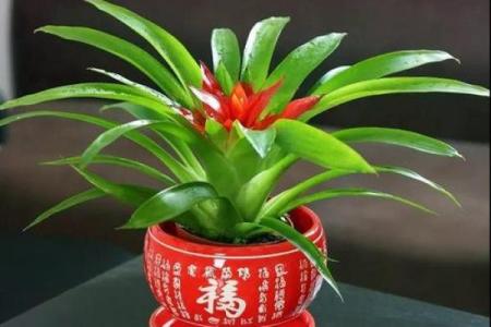 想知道鸿运当头对应什么生肖，如何借助生肖提升运势？