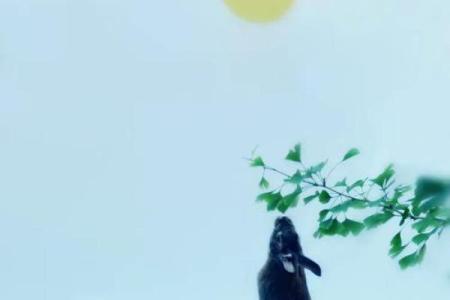 望月之兔在中国传统文化中的具体寓意和象征意义解析