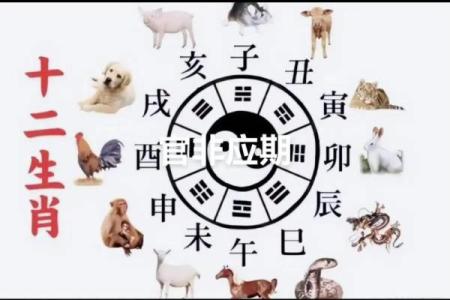 八斗之才打正确生肖 八斗之才打一正确动物