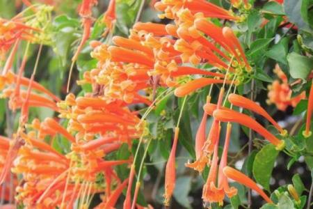 炮仗花最忌三种属相 炮仗花花语及传说