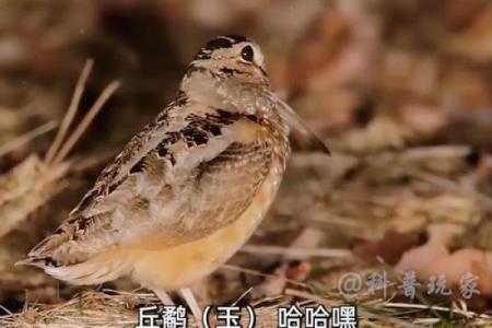 一步三摇打一动物(一步三摇打一动物谜底)