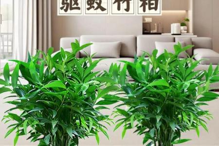 竹柏寓意什么属相不能养 竹柏的寓意和象征风水