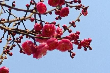 红色梅花三六九在生肖文化中代表什么动物，具体寓意和象征意义解析